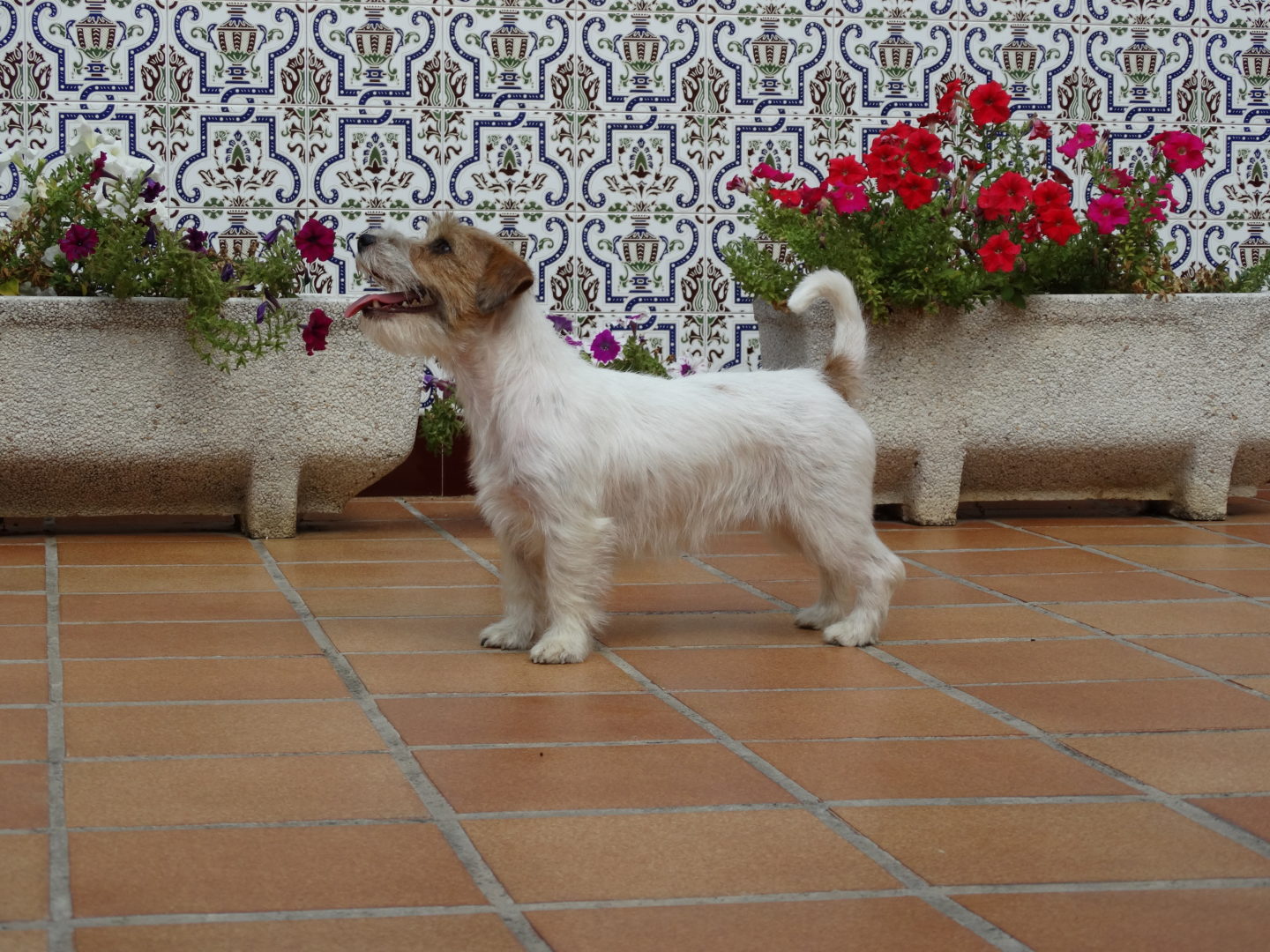 DSC00995 DSC00995