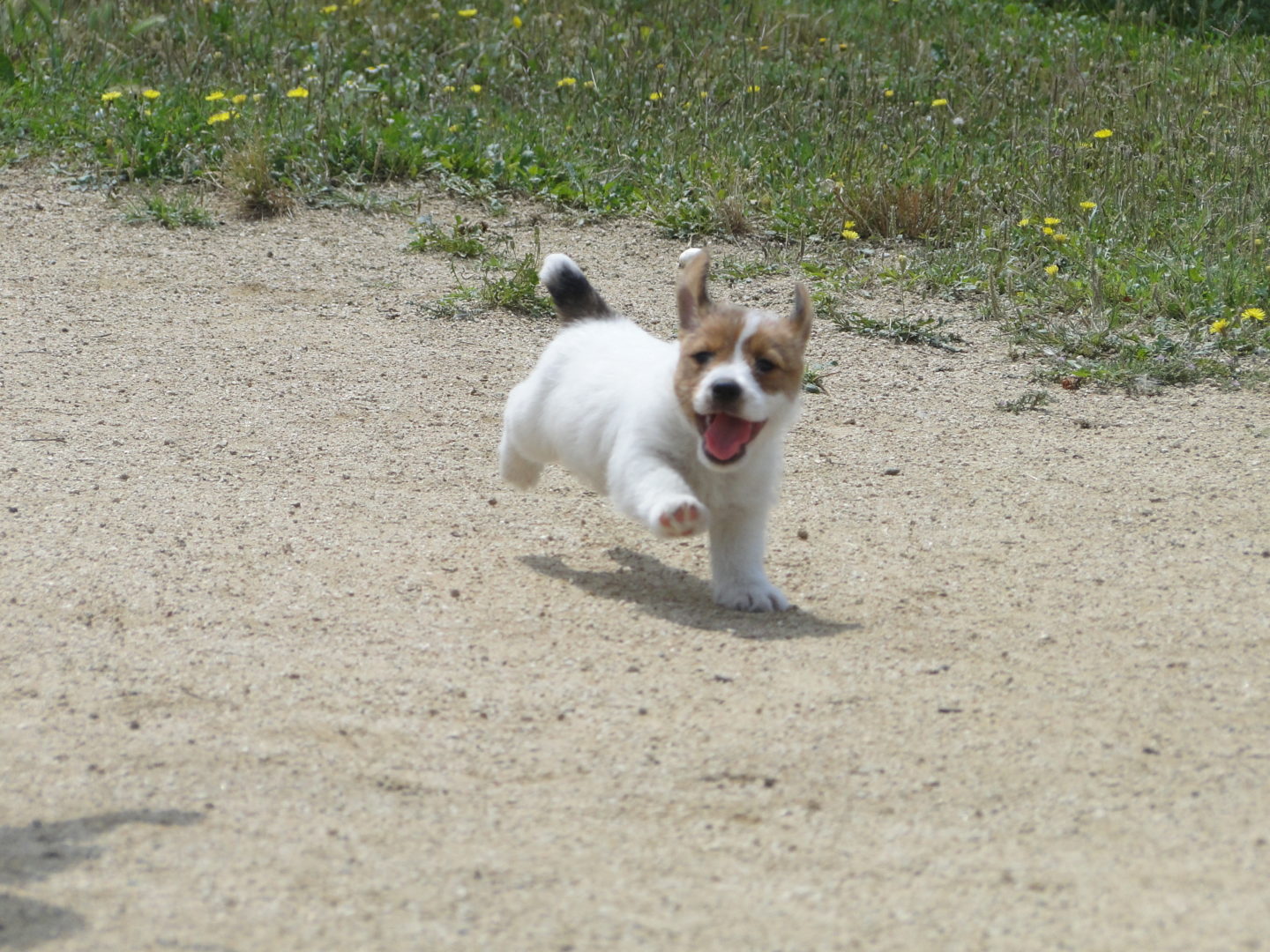 DSC04424 DSC04424